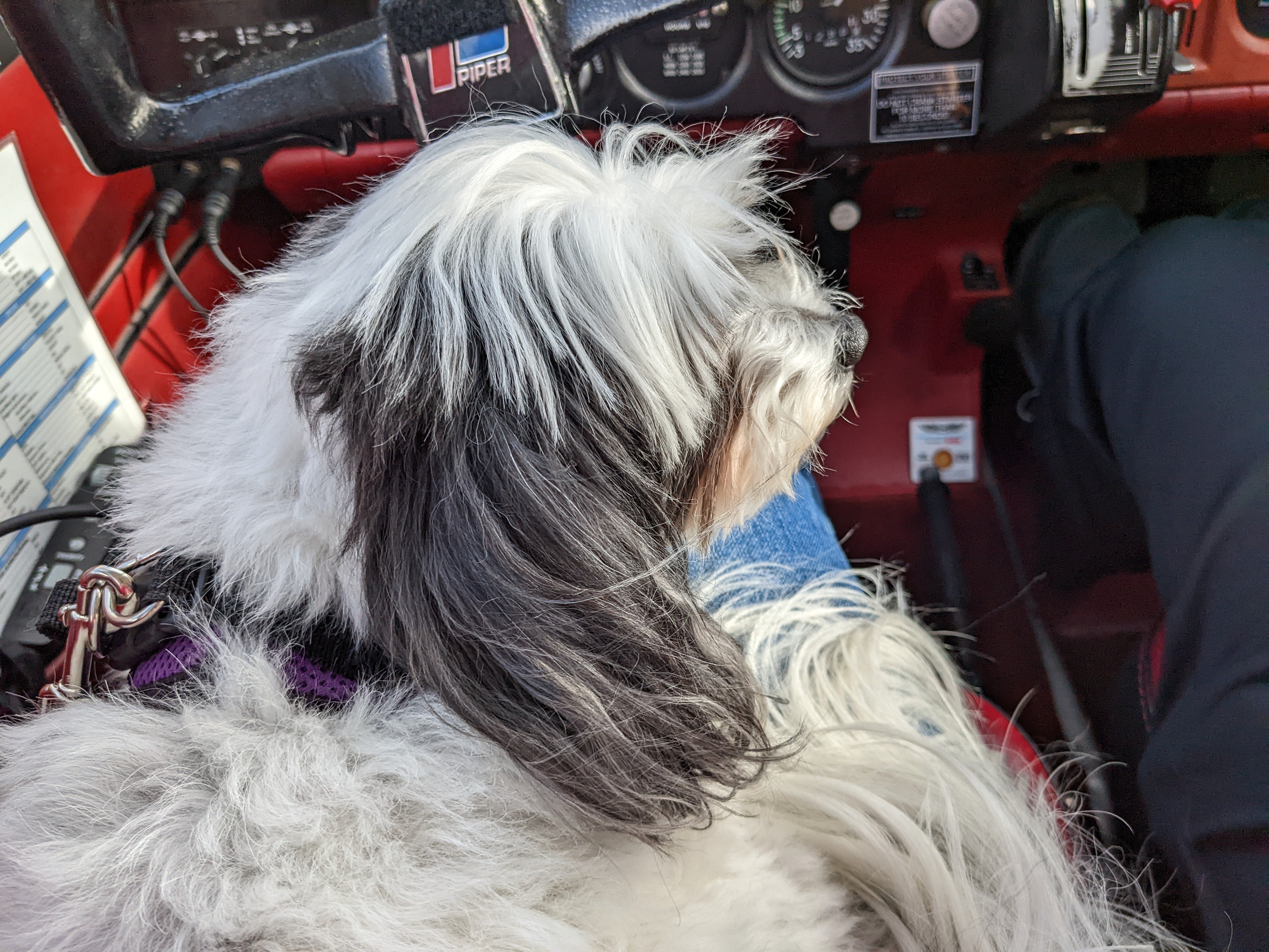 Co-Pilot Izzy